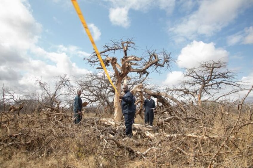 kenya bets on carbon credits as it hosts climate summit