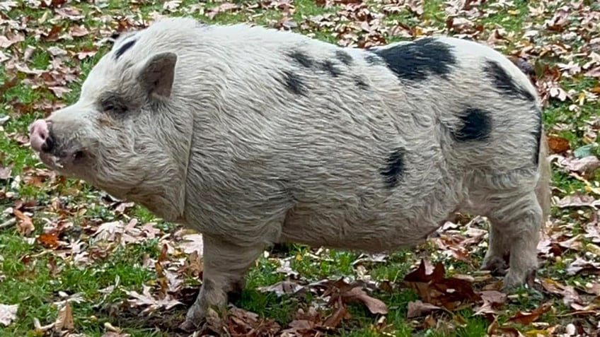 kevin bacon a missing pennsylvania pig returns home after actor kevin bacons public plea