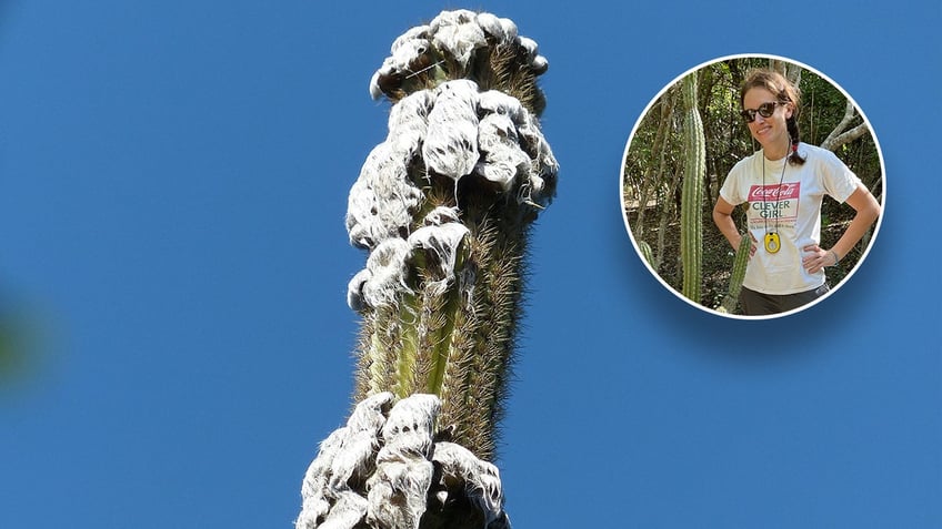 Jennifer Possley is seen, inset, standing next to one of the Florida Keys cacti. The top of a tall Key Largo tree cactus is visible.