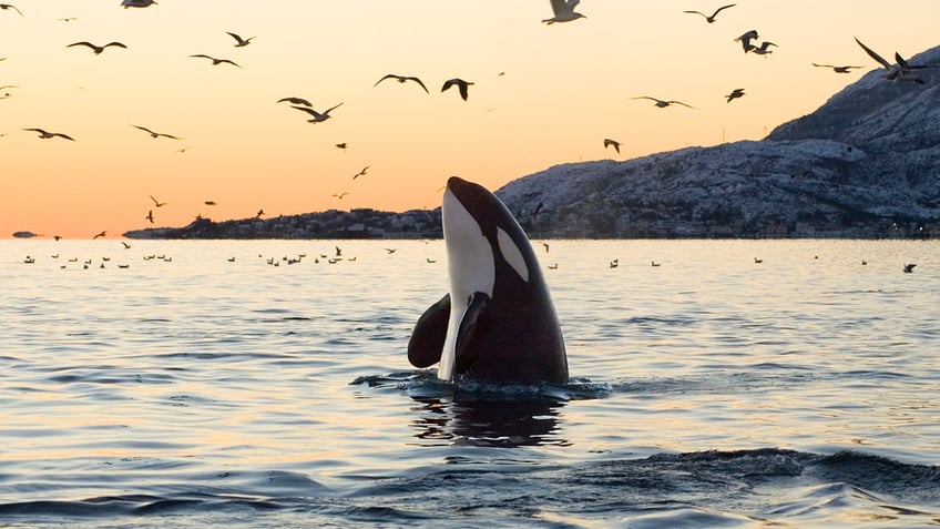 killer whale mothers protect their sons more than their daughters new study finds