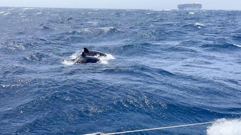 killer whale mothers protect their sons more than their daughters new study finds