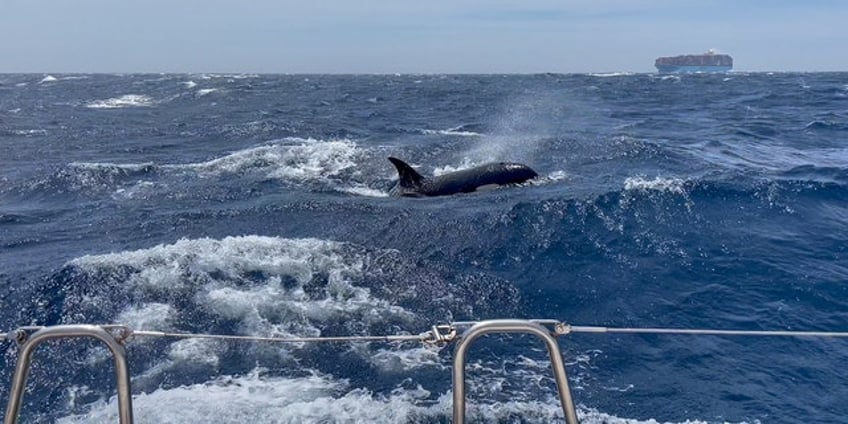 killer whales may be attacking boats as revenge for injured matriarch scientists