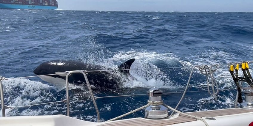 killer whales may be attacking boats as revenge for injured matriarch scientists