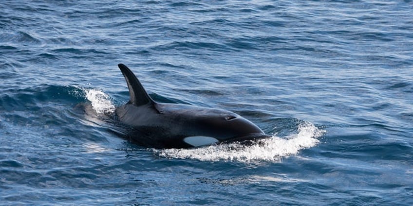 killer whales may be attacking boats as revenge for injured matriarch scientists