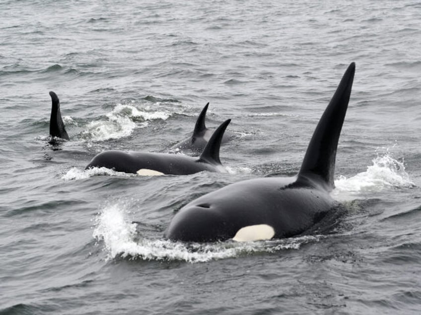 black and white whale on water during daytime