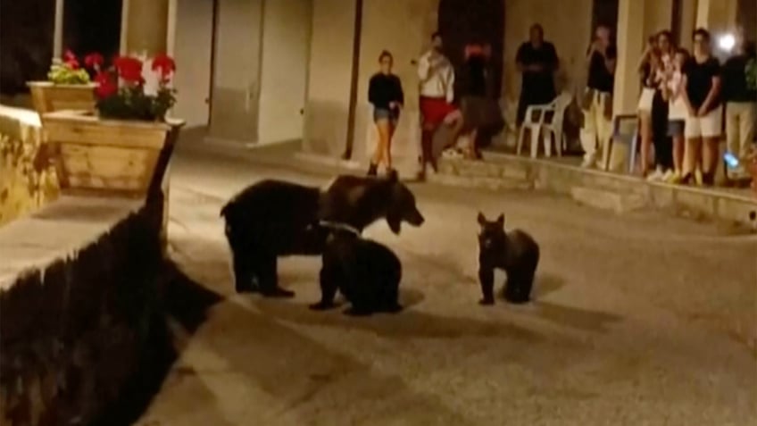 killing of endangered brown bear near national park leaves 2 cubs motherless sparks outrage in italy