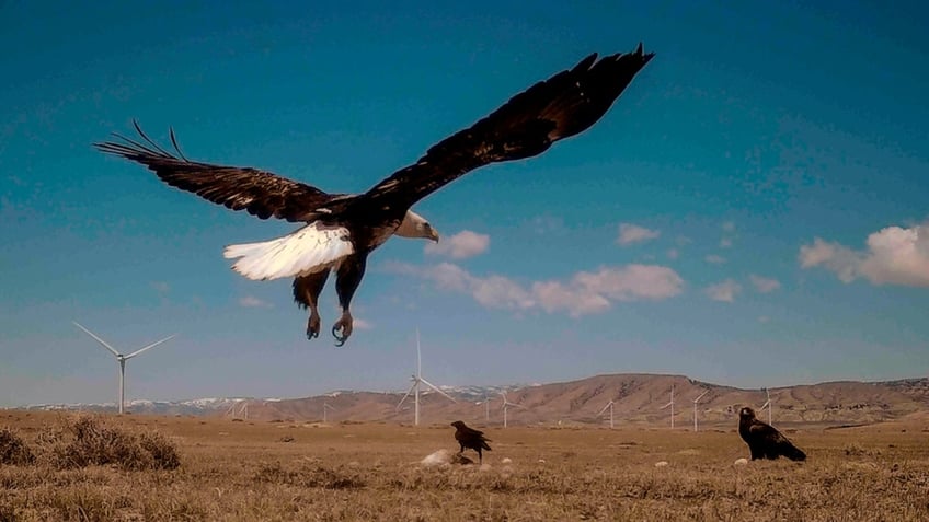 A bald eagle in the sky