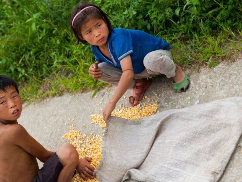 KAESONG, NORTH KOREA - SEPTEMBER 07: North korean children collecting corn on the road, kaesong, North Korea on September 7, 2012 in Kaesong, North Korea.