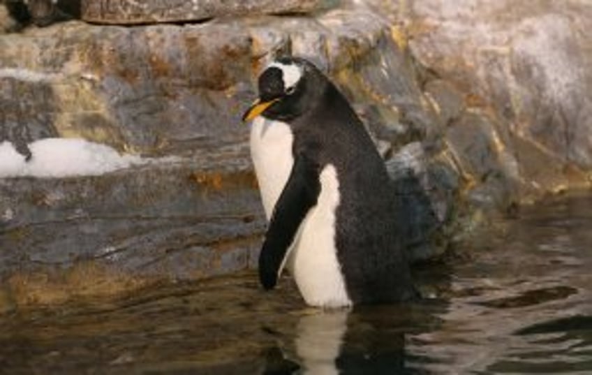 King penguin makes rare visit to South Australian beach