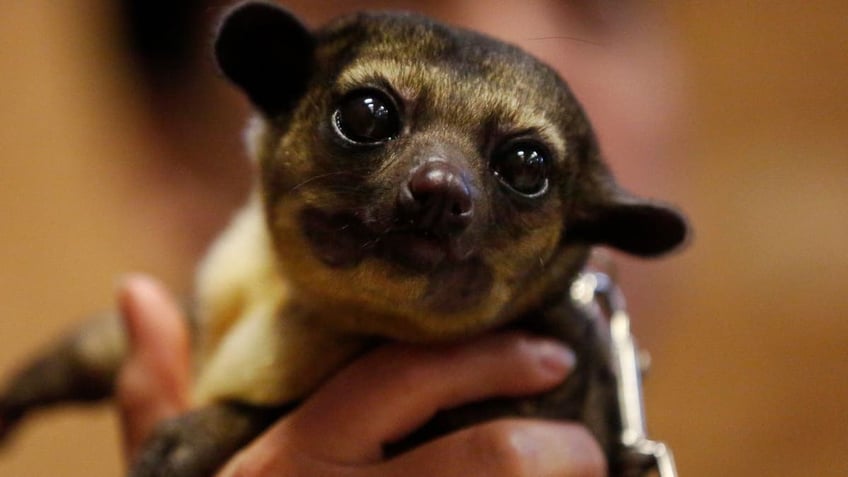 A Kinkajou 