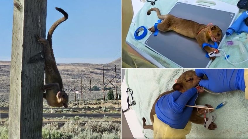 Kinkajou in rehabilitation