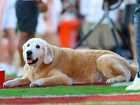 Kirk Herbstreit shares personal letter from President Biden after loss of beloved dog Ben