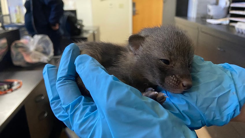 baby fox being held 