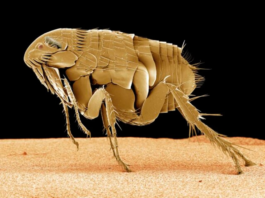 la county reports first deaths from flea borne typhus in decades