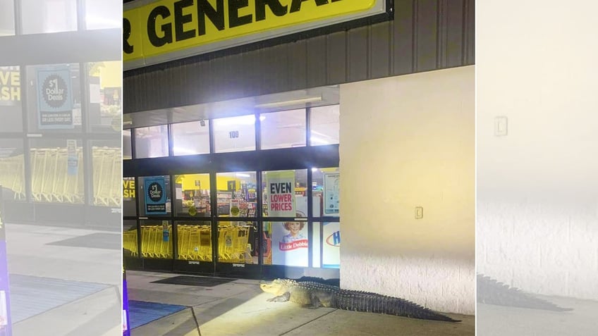 large alligator found patiently waiting for louisiana dollar store to open