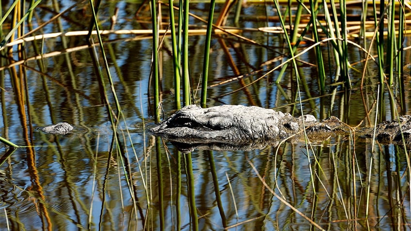 large alligator found patiently waiting for louisiana dollar store to open