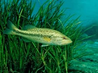 Largemouth bass now known as Florida bass, 'a distinct species': 'Discovery is crucial'