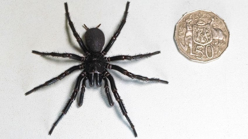 largest male specimen of worlds most venomous spider discovered in australia