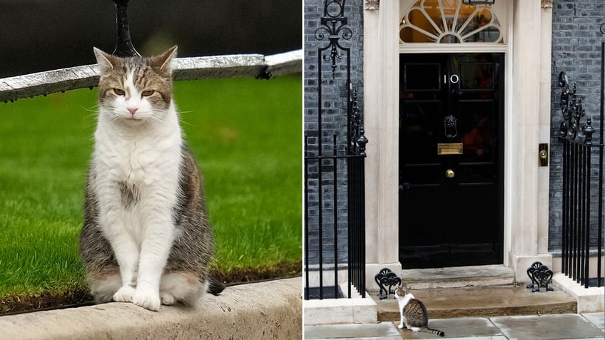 Larry the cat posing for a photo split with a picture in front of Number 10.