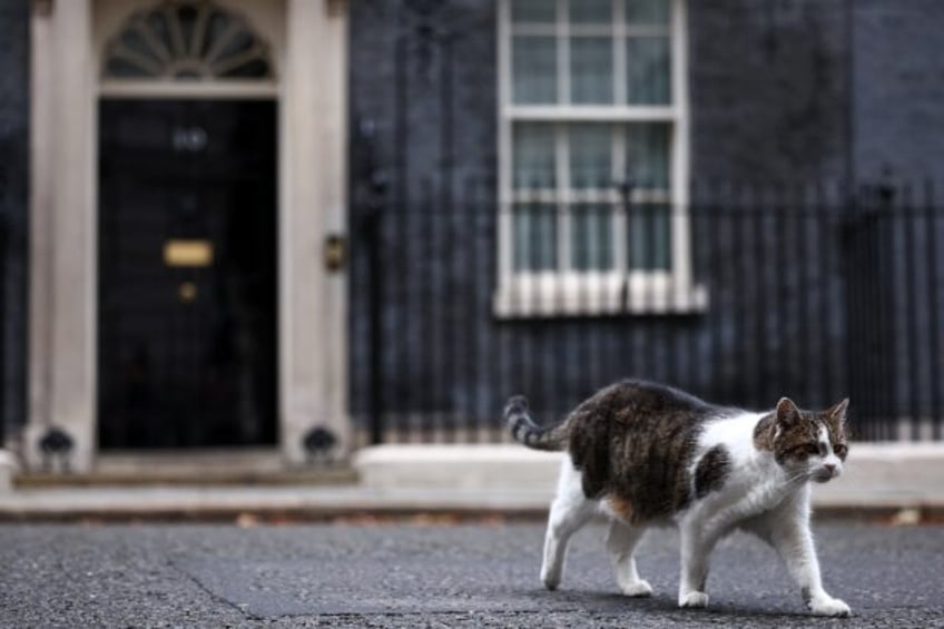 Larry the Downing Street Cat appears to be taking news of the arrival of a kitten in his s