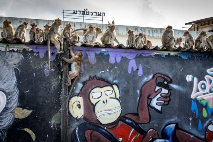 The human inhabitants of Lopburi have long suffered from a growing and aggressive monkey p