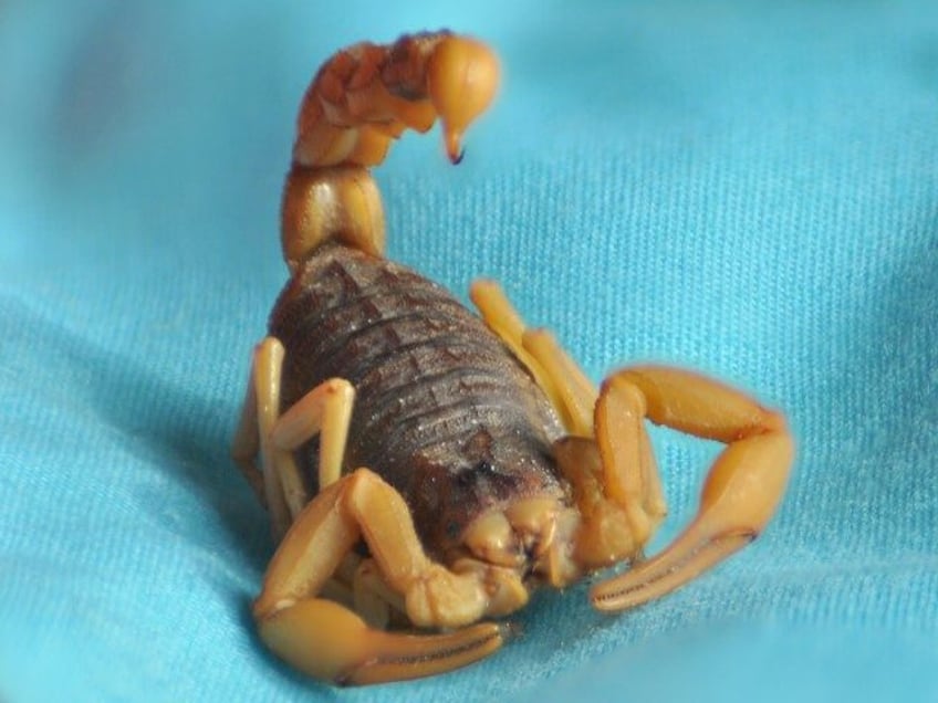 scorpion