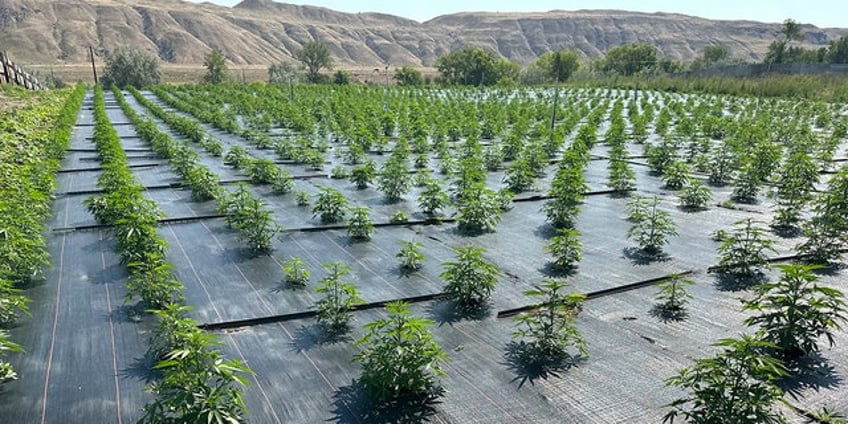 legal pot farms in washington begin to reopen following pesticide concerns