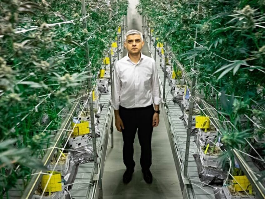 Mayor of London Sadiq Khan walks through cannabis plants which are being legally cultivate