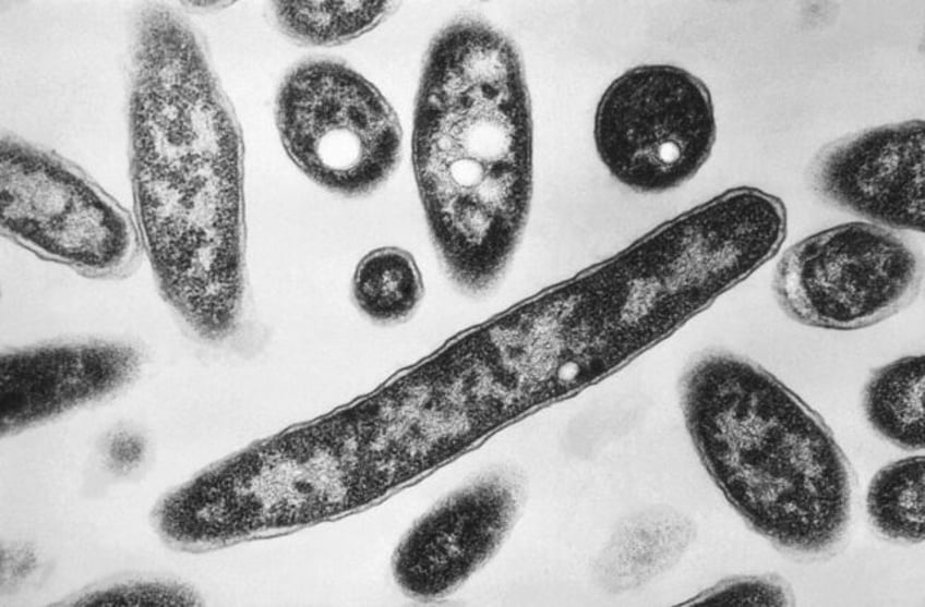 legionnaires disease kills 7 people in a strategic polish city on the ukrainian border