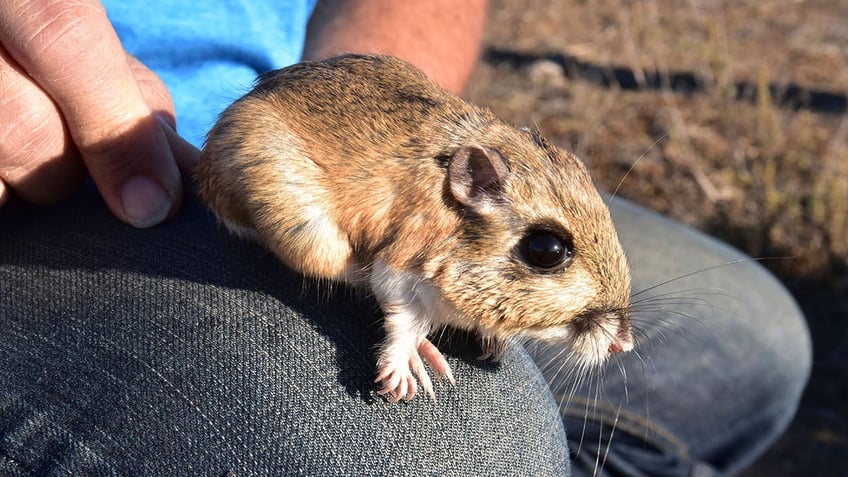 Kangaroo rat being held