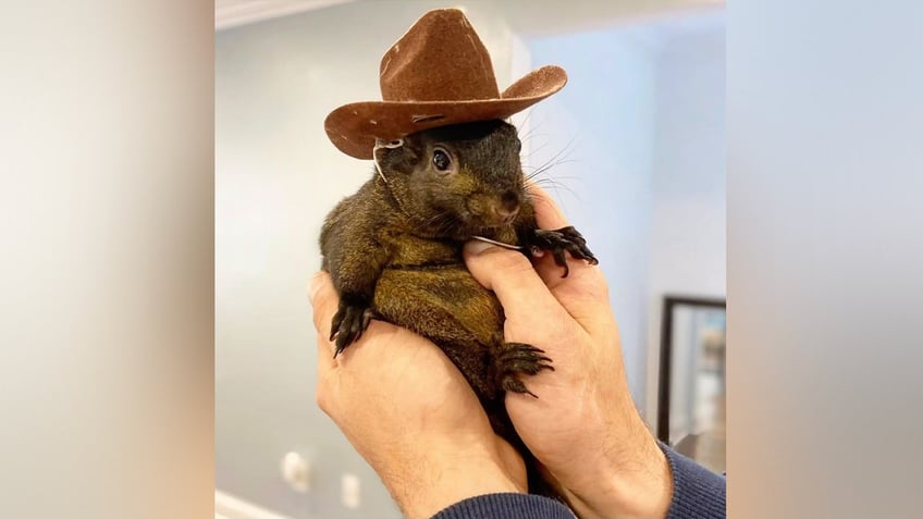 Peanut the squirrel wearing cowboy hat