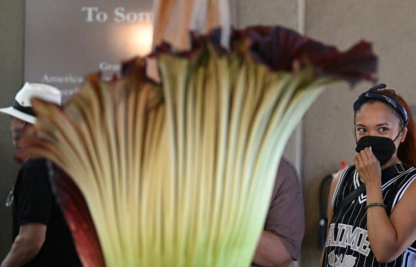 like an urban dumpster rare corpse flower stinks out california