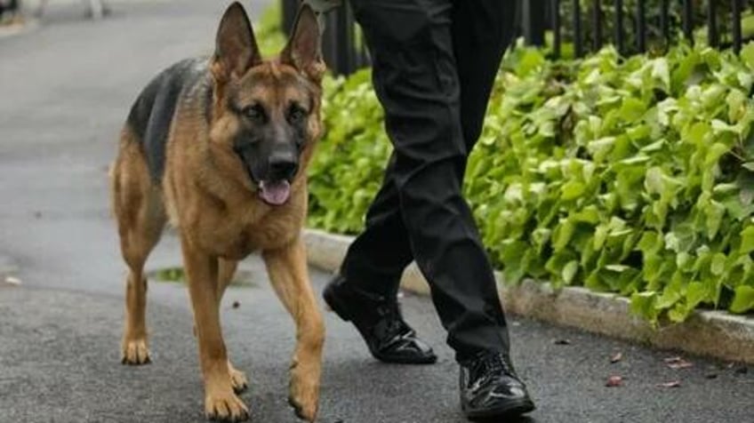 like father like son bidens dog ejected from white house after a dozen biting incidents