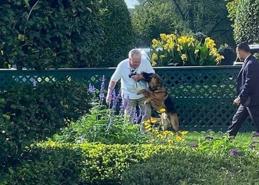 like father like son bidens dog ejected from white house after a dozen biting incidents