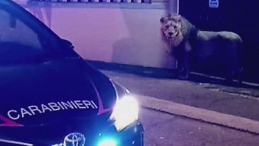 lion captured after escaping circus terrorizing italian town