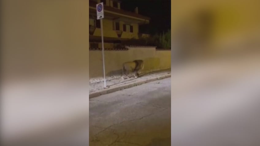 lion captured after escaping circus terrorizing italian town