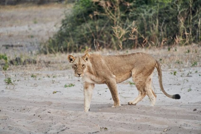 lioness reported on the loose around berlin