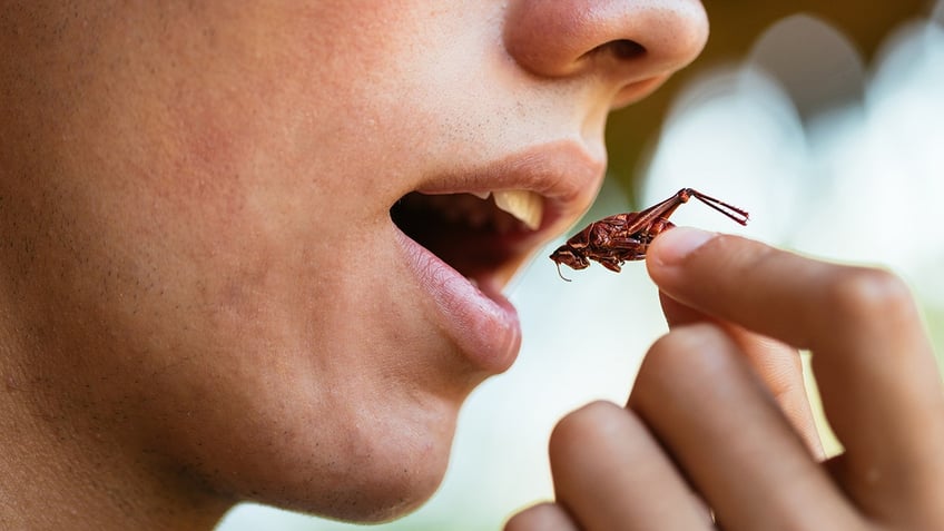 eating a cricket