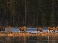 Livestream of moose migrating to summer pastures that had millions hooked ends