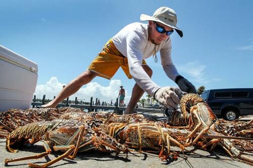 lobster chasers gather in florida for the thrill of the early hunt