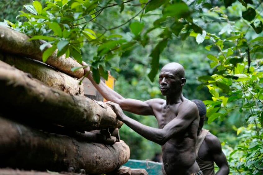 logging is growing in a nigerian forest home to endangered elephants rangers blame lax enforcement