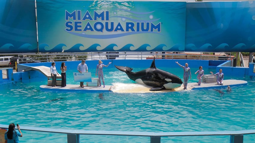 lolita the orca died from old age chronic illnesses at miami seaquarium