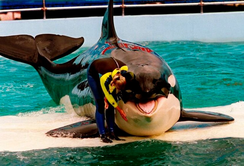 lolita the orca dies at miami seaquarium after half century in captivity