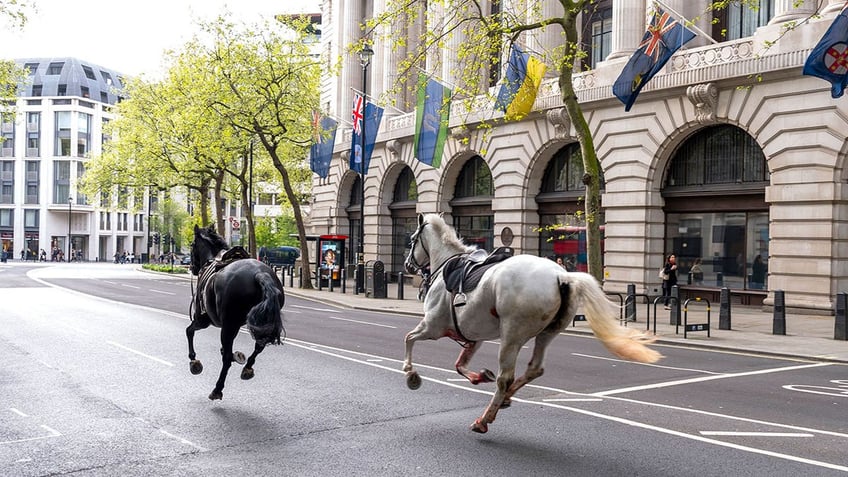 Horses running