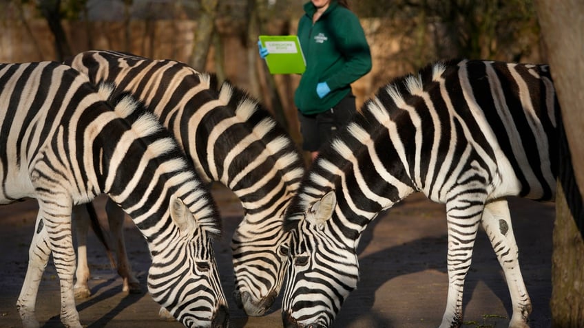 London Zoo census