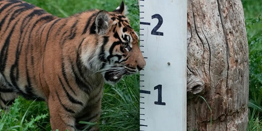 london zoo measures weighs all 14000 animals on annual weigh in day