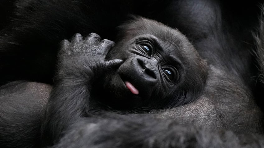 Baby gorilla at London Zoo