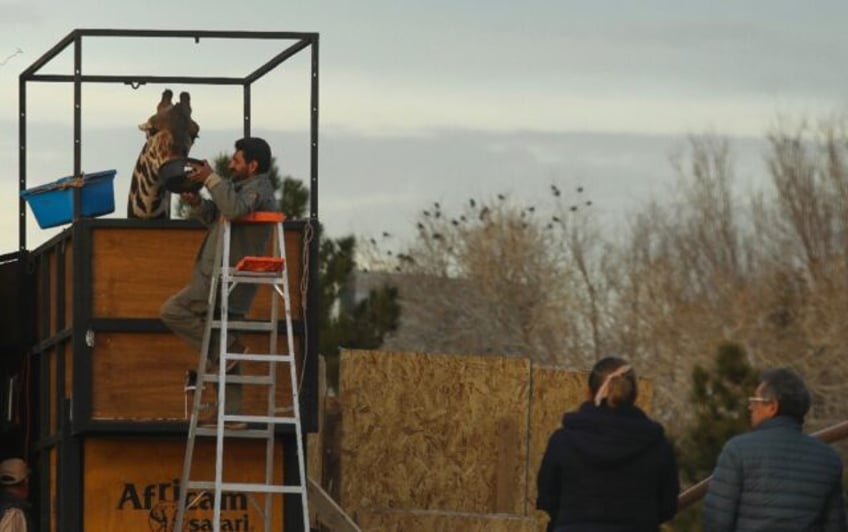 Benito the giraffe is fed before his long journey from Ciudad Juarez in northern Mexico to a safari park in the central state of Puebla