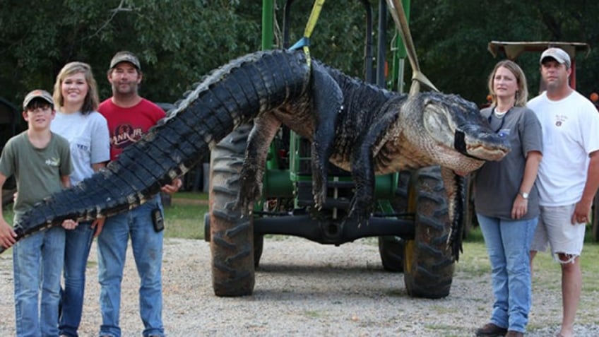 longest alligators in the us that broke american hunting records officially and unofficially