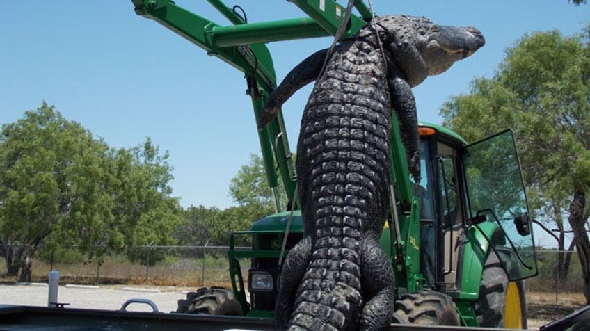 longest alligators in the us that broke american hunting records officially and unofficially